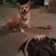 Selfie, Photobombing