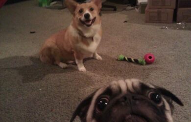 Selfie, Photobombing